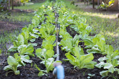 Close-up of fresh green plants in field