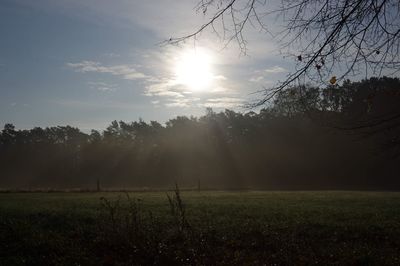 Trees on field against sky during foggy weather