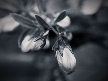 Close-up of flower on plant