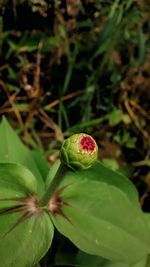 Close-up of flower growing on plant