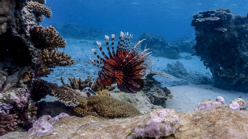View of coral swimming in sea