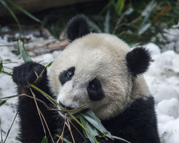 Close-up of bamboo eating at zoo