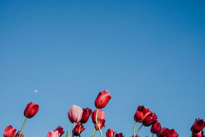 Close-up of red flowers against clear blue sky