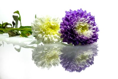 Close-up of purple flowers against white background