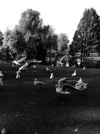 Swan flying in park