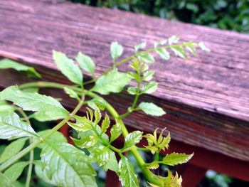 Close-up of wooden plank