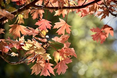 Close-up of maple leaves on plant