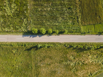 High angle view of trees on field