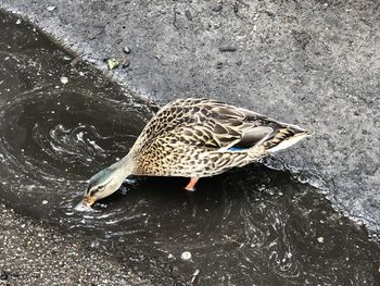 High angle view of a bird