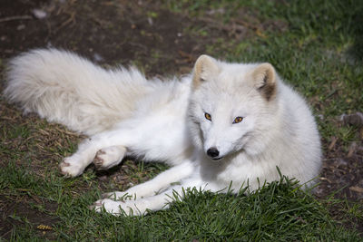 Cute young arctic fox curled up resting in garden and staring intently with yellow eyes