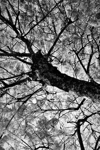 Low angle view of bare tree against sky