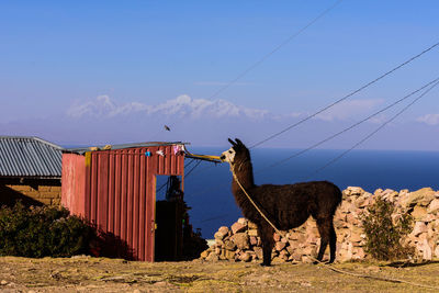 Horse standing on field against sky