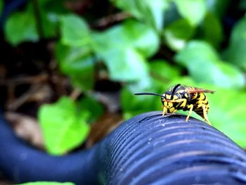 Close-up of insect on leaf