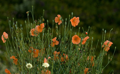 Close-up of poppy blooming on field