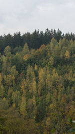 Scenic view of forest against sky