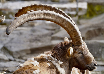 Close-up of a capital capricorn