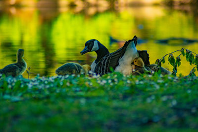 Ducks in a lake