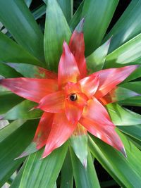 Close-up of red flower