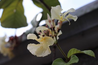 Close-up of white flowering plant