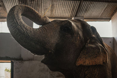 Close-up of elephant in stable