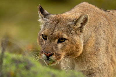 Close-up of lioness