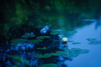 Lotus water lily in lake