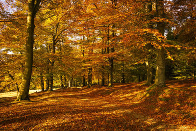 Trees in forest during autumn