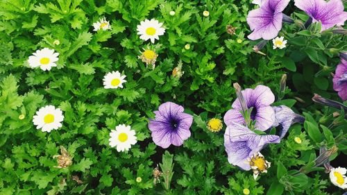 High angle view of purple flowering plants