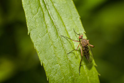 Close-up of insect on leaf