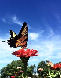 Close-up of butterfly on flower