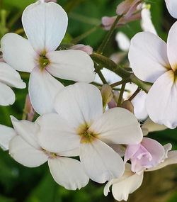 Close-up of white flowers