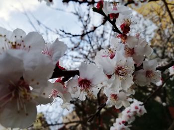 Low angle view of apple blossoms in spring