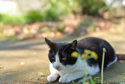 Close-up of cat sitting on footpath