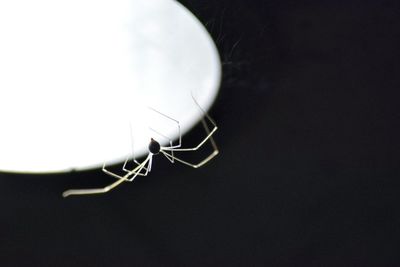 Close-up of spider on web against illuminated lamp in darkroom