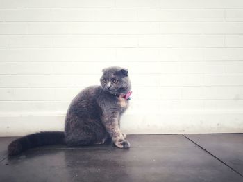 Portrait of dog sitting on floor against wall