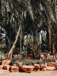 View of palm trees in forest