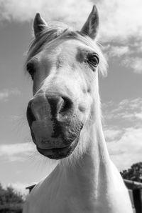 Close-up portrait of horse against sky