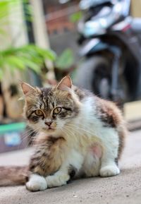 Portrait of cat sitting outdoors