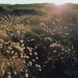 Close-up of plants growing on field against sky