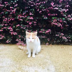 Portrait of cat sitting outdoors