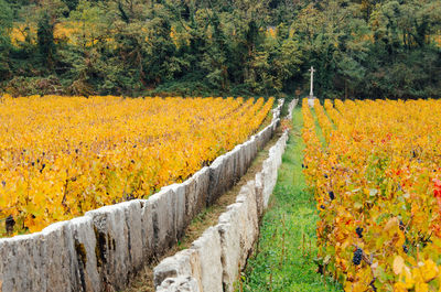 View of yellow flowering plants in forest