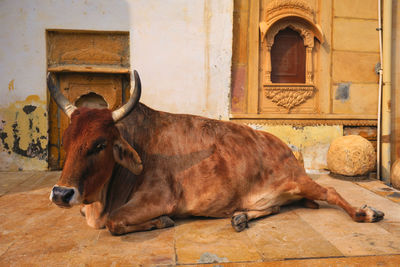 Horse resting in a building