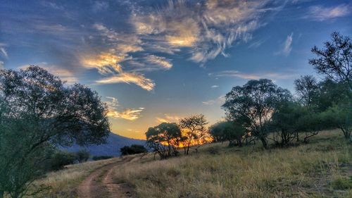 Trees on landscape against sky at sunset