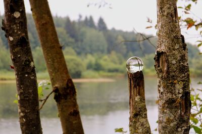 Close-up of tree trunk in forest