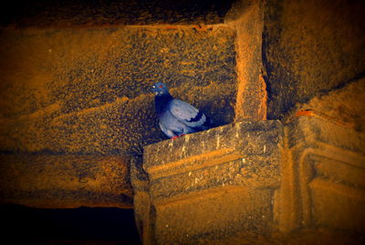 Close-up of bird perching outdoors