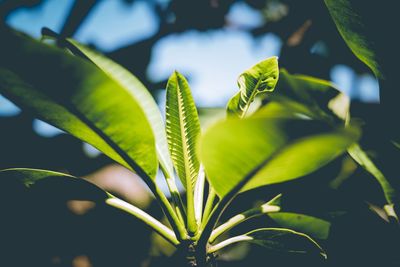 Close-up of green leaves