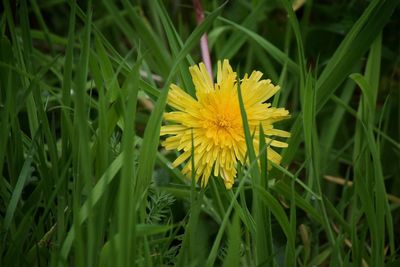 Close-up of yellow flower blooming on field