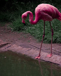 View of a bird drinking water