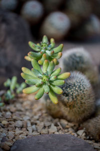 Close-up of prickly pear cactus