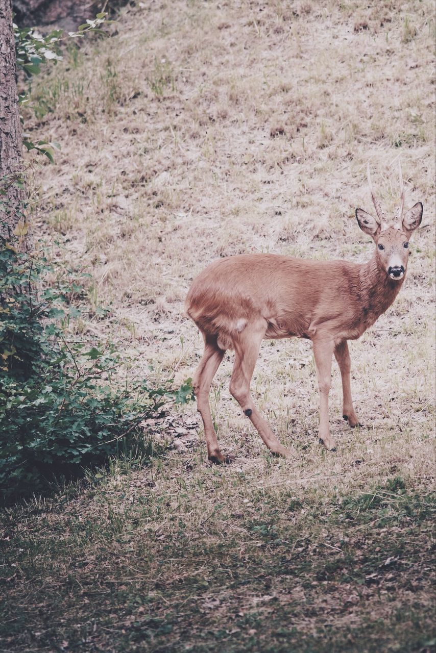 deer, animal themes, field, animals in the wild, one animal, mammal, animal wildlife, no people, nature, grass, outdoors, day